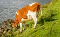 Thirsty young cow drinking from the water of the river Royalty Free Stock Photo