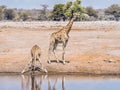 A thirsty young giraffe drinks water as its mother stands nearby. Royalty Free Stock Photo