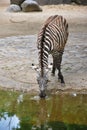Thirsty zebra drinking water Royalty Free Stock Photo