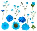 Thirteen light blue isolated flowers collection Royalty Free Stock Photo