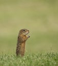 Thirteen-lined Ground Squirrel Royalty Free Stock Photo