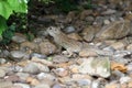 Thirteen-Lined Ground Squirrel