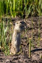 Thirteen-lined Ground Squirrel in his natural territory in Alamosa National Wildlife Refuge in southern Colorado Royalty Free Stock Photo