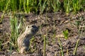 Thirteen-lined Ground Squirrel in his natural territory in Alamosa National Wildlife Refuge in southern Colorado Royalty Free Stock Photo