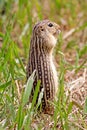 Thirteen-lined Ground Squirrel Royalty Free Stock Photo