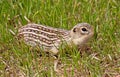 Thirteen-lined Ground Squirrel Royalty Free Stock Photo