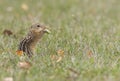 thirteen-lined ground squirrel eating a leaf