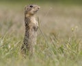 thirteen-lined ground squirrel erect Royalty Free Stock Photo