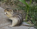 Thirteen-Lined Ground Squirrel Royalty Free Stock Photo