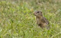 thirteen-lined ground squirrel in green grass