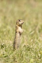 thirteen-lined ground squirrel in grass at attention Royalty Free Stock Photo
