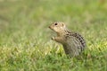 Thirteen-lined ground squirrel in grass