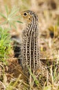 Thirteen-lined ground squirrel (Ictidomys tridecemlineatus)