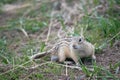 The thirteen lined ground squirrel Ictidomys tridecemlineatus Royalty Free Stock Photo