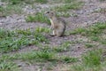 The thirteen lined ground squirrel Ictidomys tridecemlineatus Royalty Free Stock Photo