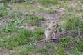 The thirteen lined ground squirrel Ictidomys tridecemlineatus Royalty Free Stock Photo