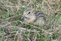 The thirteen lined ground squirrel Ictidomys tridecemlineatus Royalty Free Stock Photo