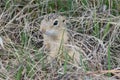 The thirteen lined ground squirrel Ictidomys tridecemlineatus Royalty Free Stock Photo