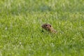 Thirteen-lined ground squirrel Ictidomys tridecemlineatus Royalty Free Stock Photo