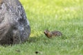 Thirteen-lined ground squirrel Ictidomys tridecemlineatus Royalty Free Stock Photo