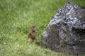 Thirteen-lined ground squirrel Ictidomys tridecemlineatus Royalty Free Stock Photo