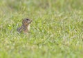 thirteen-lined ground squirrel sitting in grass