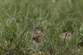 Thirteen-Lined Ground Squirrel -  Spermophilus tridecemlineatus Royalty Free Stock Photo