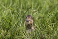 Thirteen-Lined Ground Squirrel -  Spermophilus tridecemlineatus Royalty Free Stock Photo