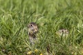 Thirteen-Lined Ground Squirrel -  Spermophilus tridecemlineatus Royalty Free Stock Photo