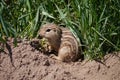 Thirteen-lined ground squirrel - Spermophilus tridecemlineatus Royalty Free Stock Photo