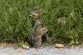 Thirteen-Lined Ground Squirrel -  Spermophilus tridecemlineatus Royalty Free Stock Photo