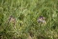 Thirteen-Lined Ground Squirrel -  Spermophilus tridecemlineatus Royalty Free Stock Photo