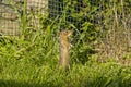 Thirteen-Lined Ground Squirrel - (Spermophilus tridecemlineatus ) Royalty Free Stock Photo