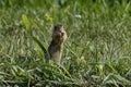 Thirteen-Lined Ground Squirrel - (Spermophilus tridecemlineatus ) Royalty Free Stock Photo