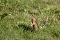 Thirteen-Lined Ground Squirrel - (Spermophilus tridecemlineatus ) Royalty Free Stock Photo