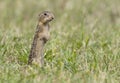 thirteen-lined ground squirrel standing in grass Royalty Free Stock Photo