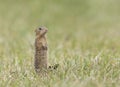 thirteen-lined ground squirrel standing in grass