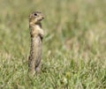 thirteen-lined ground squirrel standing in grass Royalty Free Stock Photo