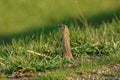 Thirteen-Lined Ground Squirrel Standing Royalty Free Stock Photo