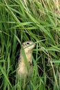 Thirteen-lined Ground Squirrel  604037 Royalty Free Stock Photo