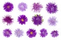 Thirteen needle terry purple autumn flowers. Royalty Free Stock Photo