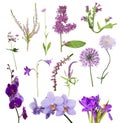 Thirteen purple flowers on white Royalty Free Stock Photo