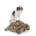 Thirteen year old male ridged turtle or Sulcata with a chihuahua on its back Royalty Free Stock Photo