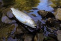 Thirty centimetres beautiful big indigenous trout on a wild mountains river. Royalty Free Stock Photo