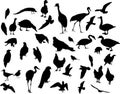 Thirty eigth bird silhouettes