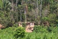 Thirty Scarlet and Blue and Gold Macaws sitting in tree branches and on a clay lick in the rainforests of Peru