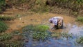 Indian woman at work clearing a large pond of weed