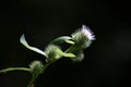 Thisle flower in closeup