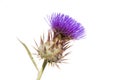 Thistle Royalty Free Stock Photo