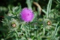 Thistle Royalty Free Stock Photo